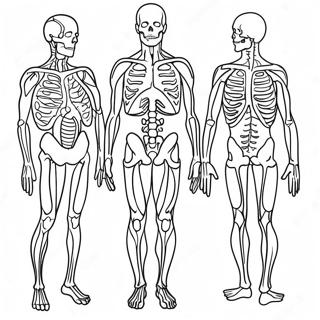 Anatomia Ja Fysiologia Varityssivu 17173-14437