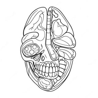 Anatomia Ja Fysiologia Varityssivu 17173-14439