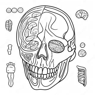 Anatomia Ja Fysiologia Varityssivu 17173-14440