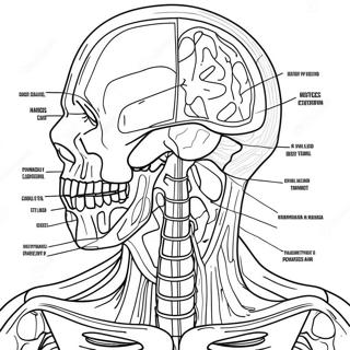 Anatomia Ja Fysiologia Työlehdet Värityskuvat