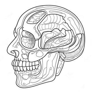 Anatomia Ja Fysiologia Varittamissivu 37505-31231