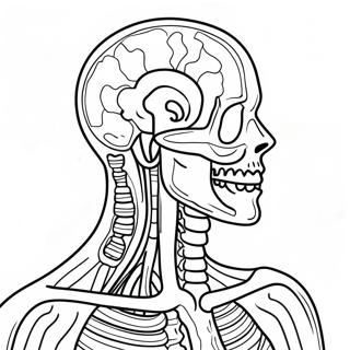 Anatomia Ja Fysiologia Varittamissivu 37505-31232