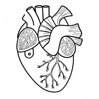 Sydamen Anatomia Varityssivu 3950-3196