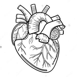 Yksityiskohtainen Sydamen Anatomia Varityssivu 3951-3197