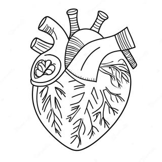 Yksityiskohtainen Sydamen Anatomia Varityssivu 3951-3200