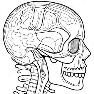 Ihmisen Anatomia Varityssivu 41399-34355