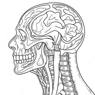 Ihmisen Anatomia Varityssivu 41399-34356