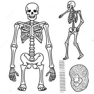 Interaktiivinen Luurangon Anatomia Varittamissivu 67953-56047