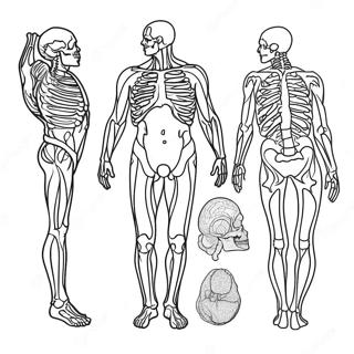 Anatomian Varittamissivu 981-782